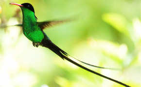 Red Billed Streamertail Background Wallpapers 78312