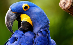 Military Macaw High Definition Wallpaper 75073