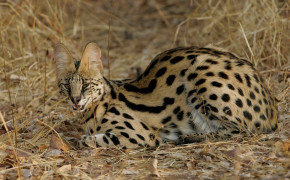 Serval Background Wallpapers 79268