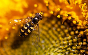 Hoverfly Wallpapers Full HD 76847