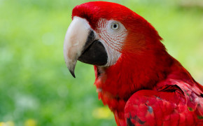 Red And Green Macaw Desktop HD Wallpaper 78251