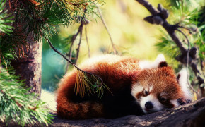 Red Panda HD Background Wallpaper 78199
