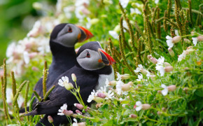 Puffin HD Background Wallpaper 77873