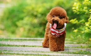 Cute Poodle Wallpaper 2560x1600 81097