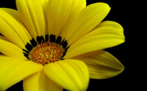 Yellow Flower HD Pictures 07431