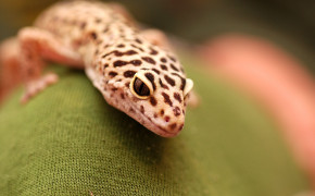 Leopard Gecko Background Wallpapers 77669