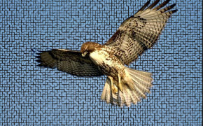 Red Tailed Hawk Wallpaper 78432