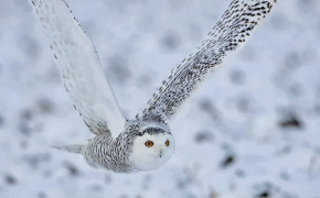 Snowy Owl Wallpaper HD 79710