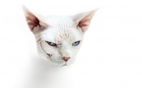 Sphynx Cat Desktop HD Wallpaper 79789
