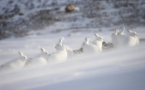Arctic Hare Background Wallpaper 73927