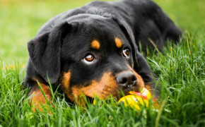 Rottweiler Background Wallpapers 78721