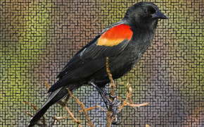 Red Winged Blackbird Background Wallpaper 78437