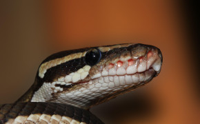Python Snake Wallpaper 5184x3456 81584