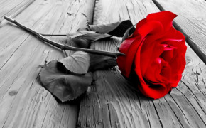 Red Rose Photos 07228