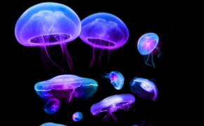 Jellyfish HD Desktop Wallpaper 77173
