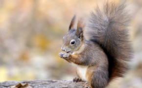 Squirrel Wallpapers Full HD 79922