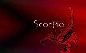 Scorpion Animal Wallpaper HD 75765