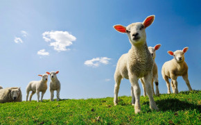 Sheep Best HD Wallpaper 79339