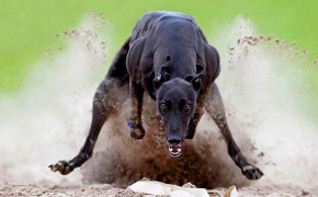 Greyhound Best HD Wallpaper 76324
