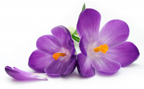 Purple Flower Photos 07179