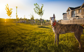 Greyhound Wallpapers Full HD 76337