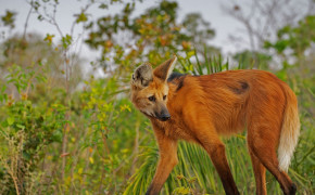 Maned Wolf High Definition Wallpaper 74914