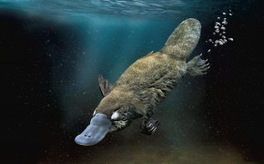 Platypus Background Wallpapers 75484