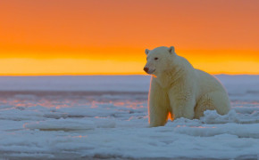 Ice Polar Bear Wallpaper 2560x1440 81118