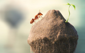 Ant Wallpapers Full HD 73873