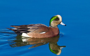 American Wigeon Background Wallpapers 73736