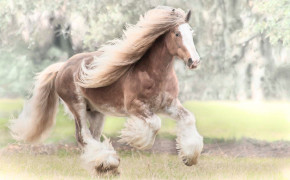 Gypsy Horse Best HD Wallpaper 76472