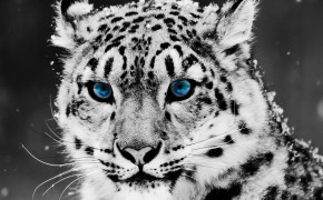 Cool Leopard Desktop HD Wallpaper 76141