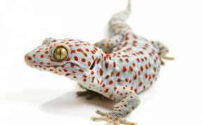 Tokay Gecko HD Wallpapers 80699