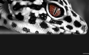 Leopard Lizard HD Wallpapers 77689