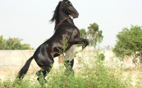 Marwari Horse Wallpaper HD 75039