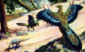 Archaeopteryx HD Wallpapers 73903