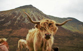 Highland Cattle Background HD Wallpapers 76674