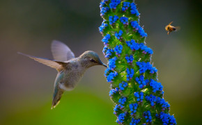 Flower Hummingbird Desktop HD Wallpaper 76211