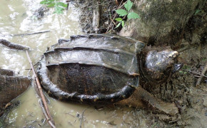 Alligator Snapping Turtle Best HD Wallpaper 73546
