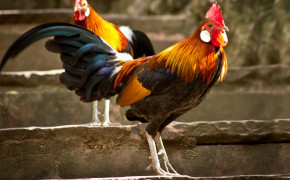 Rooster Background Wallpapers 78639