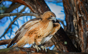 Red Tailed Hawk Wallpaper 4302x2420 82305