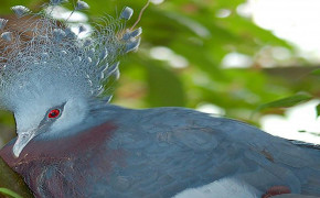 Victoria Crowned Pigeon HD Desktop Wallpaper 80950