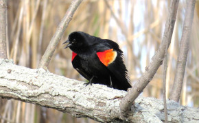 Red Winged Blackbird Background Wallpapers 78438