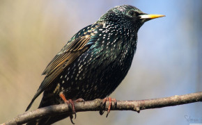 Starling HD Background Wallpaper 80009