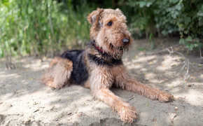 Airedale Terrier Background Wallpaper 73431