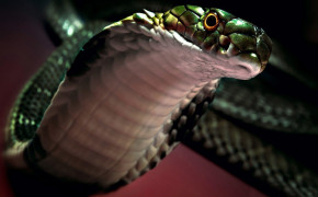 Viper Snake Wallpaper 2560x1600 81831