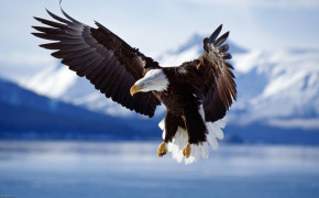 Bald Eagle Background HD Wallpapers 74171