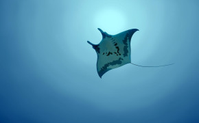 Stingray Background Wallpapers 80054