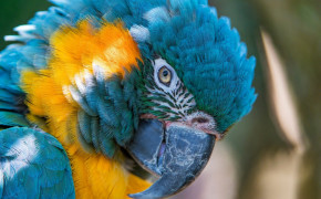 Military Macaw Best Wallpaper 75065