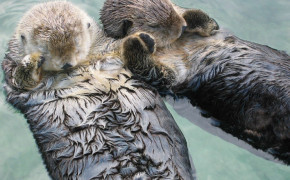 Sea Otter Wallpaper 79112